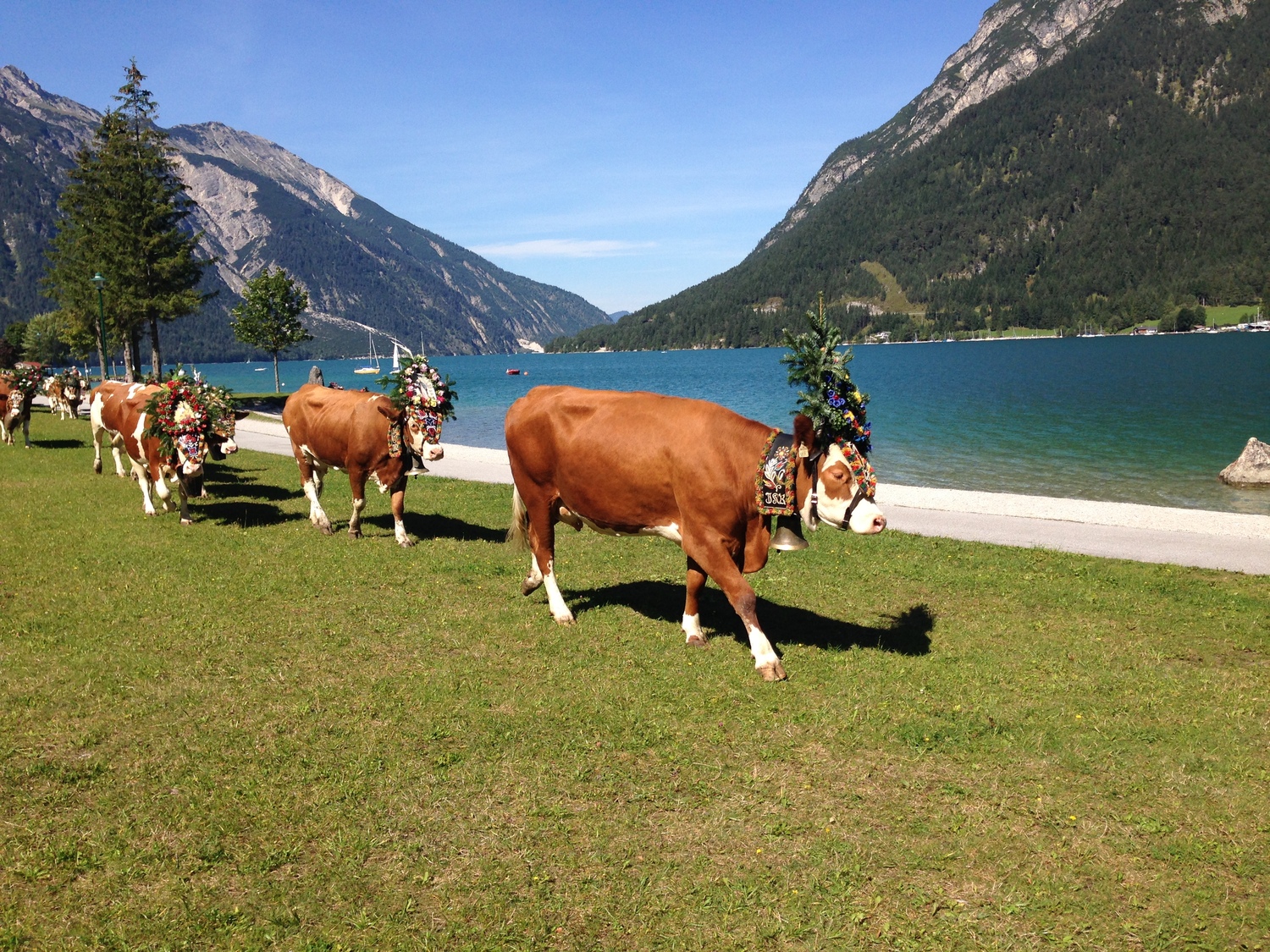 17. 赶牛下山节_版权Achensee-Tourismus.jpg