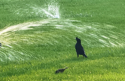 《观潮》朱青青